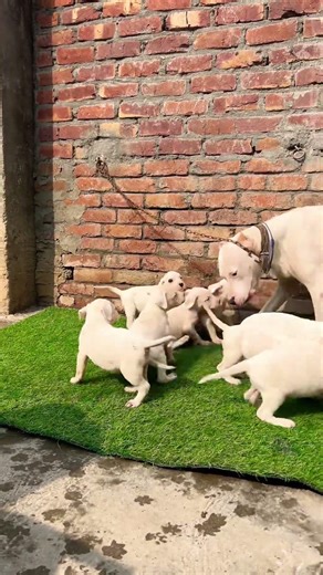 Dogo argentino puppy available for sale 😱👺 #alphathedogo #dogbreed #youtube #shorts #dog #mastiff