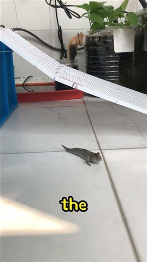 Epic Fish Climb: When Life Gets Slippery, Just Keep Flopping! 😂🐟