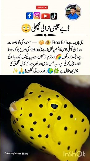 Boxfish 🐠💛 – The Colorful Box of the Ocean! #AmazingNatureShorts #Wildlife #Shorts