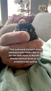 107K views · 8.3K reactions | The answer is always birds 列 #birds #parrot #memes #funny #humor #pets | The Green Bird Brigade | Facebook