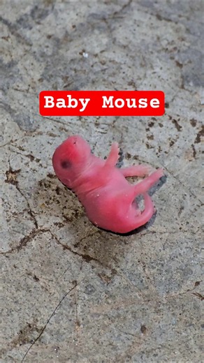 Baby mouse playing!!!! #animals #mouse #animalshorts