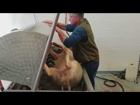 Hubert Haas Hog Scalder Dehairer - Loading Hog