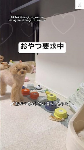 A dog that talks with buttons 😂 #teacuppoodle #dog #funny #cutedog #lifewithdog