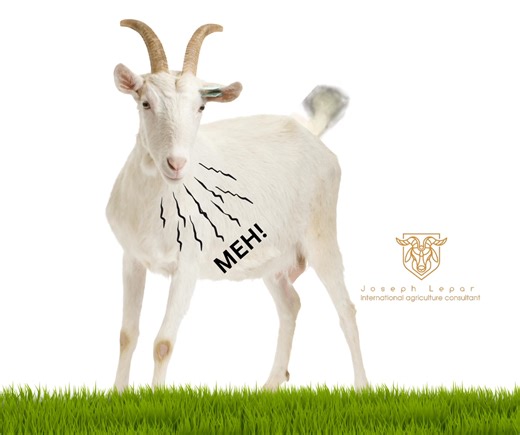 Signs of Estrus in Goats and Sheep The ability to identify estrus in goats and sheep is a key component of professional reproductive management in small ruminant herds. Accurate detection of estrus allows for proper timing of natural mating or artificial insemination, thereby increasing conception rates and maximizing the genetic progress of the flock. Estrous Cycle Duration Goats: The estrous cycle lasts on average 21 days, within a range of 18–24 days. Sheep: The cycle is shorter, averaging 16