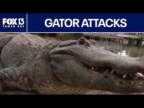 Alligator attacks: 96% of bites caused by risky human behavior