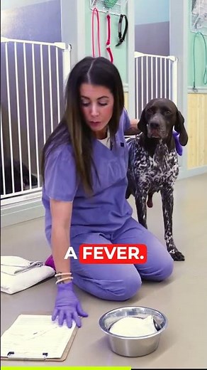 First Signs Of Mastitis In Dogs