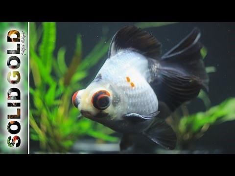Relaxing Goldfish Tank | 10 Minutes of Goldfish