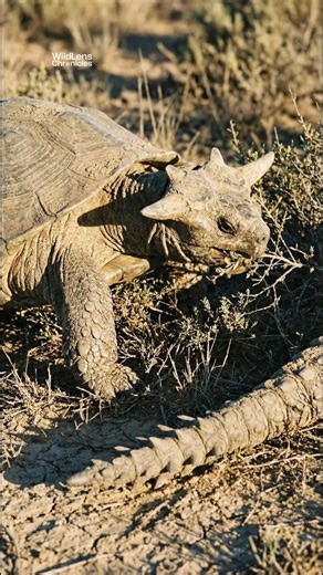WildLens Chronicles on Instagram: "A Turtle with Horns? Meet the Armored Tank of the Ancient World 🐢🛡️ Meet the Meiolania. This wasn't your average garden turtle. It was a 2-meter-long armored tank that roamed Australia and the South Pacific islands until just a few thousand years ago. Why It Was Different: 🐂 Bull Horns: Unlike modern turtles, it had two massive horns on its head. Scientists think these were used for fighting rivals, much like modern bulls or deer. 🛡️ Un-retractable: It was 
