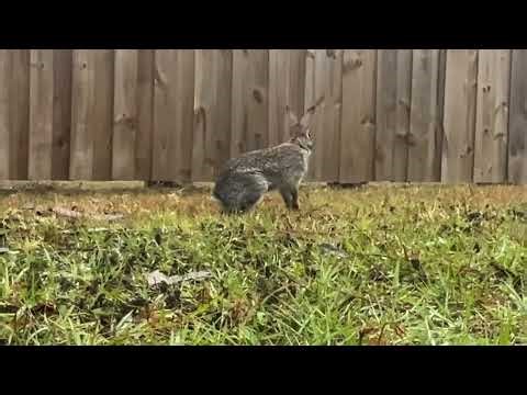 🐰 Playtime at the Critter Corner!