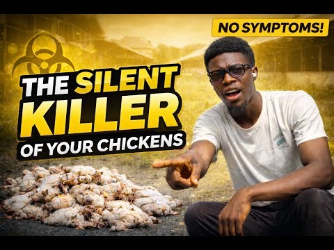 Biosecurity: The Silent Reason Your Chickens Keep Dying, Fully Explained.