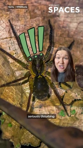 Did a spider really lay eggs in this man’s toe? 😳 | Wide Open Spaces