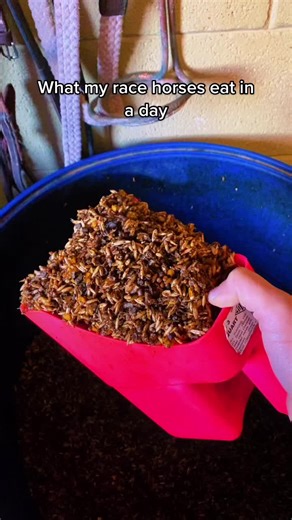 Race Horses Nutrition Guide | What Do Horses Eat