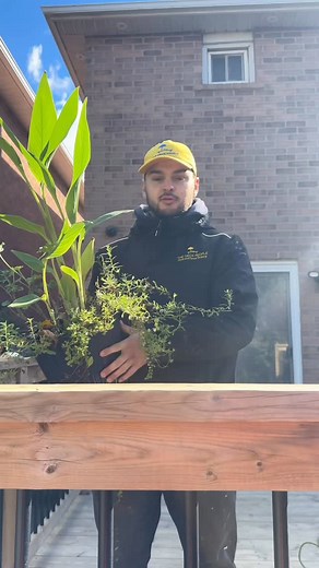 Why can plants on a deck hurt your deck #home #homeimprovement #homemaintance | The Deck People