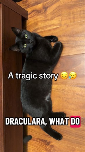 This definitely made me laugh more than it should’ve 😭😂 #PetsOfTikTok #viral #kittytok #fyp #funnyvideo