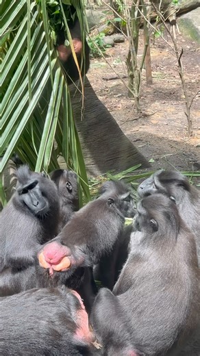 Celebes Crested Macaque | Singapore Zoo #D9INE