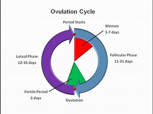 Ovulation Cycle