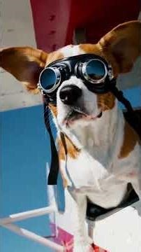 Beagle Flying an Airplane?! 🐶✈️😂 #Shorts