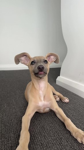 🐀🐀 #whippetdog #foryou