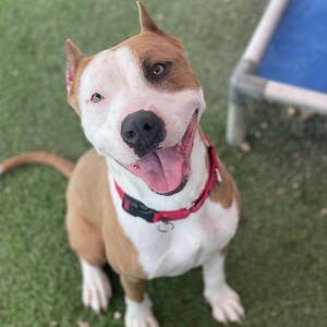 SA Pets Alive! offering $25 adoption fees for all dogs