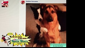 325K views · 372 reactions | "I will forever buy Gentle Giants Dog...