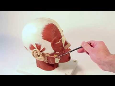 Mastering the Muscles of Facial Expression: How We Communicate! 😄🦴 #Anatomy