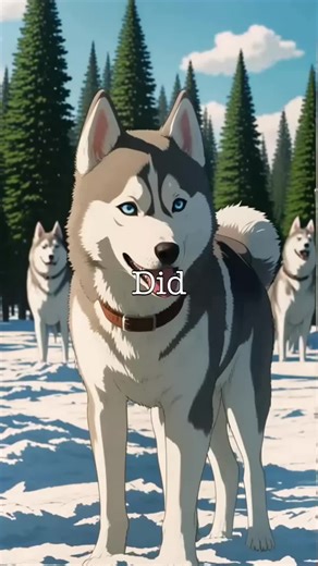 Heritage of Huskies. Explore the incredible journey of the Siberian Husky, one of the oldest sled dog breeds, originally nurtured by the Chukchi people in Siberia. These dogs were not only herders and transporters but also beloved companions during brutal winters. Witness their transformation into stars of sled dog races, including their pivotal role in events like the Iditarod Trail Sled Dog Race. With stunning visuals from snowy landscapes to heartwarming moments at home, this video captures t