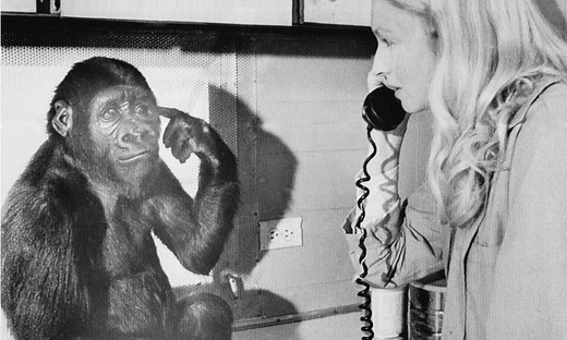 Koko, gorilla who communicated with sign language and raised kittens, dies at 46