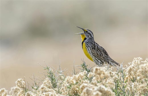 Birding by ear: How to learn the songs of nature’s symphony with some simple techniques