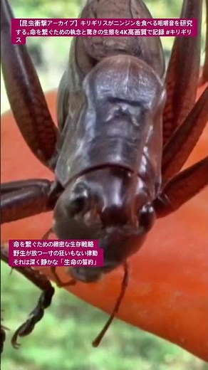 【昆虫衝撃アーカイブ】キリギリスがニンジンを食べる咀嚼音を研究する。命を繋ぐための執念と驚きの生態を4K高画質で記録 #キリギリス #咀嚼音 #昆虫図鑑 #昆虫観察 #insects #undaze