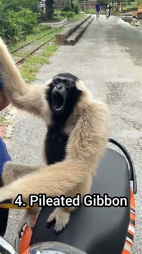 Weird sounds of different monkeys #monkey#monkeysounds#animalvoices