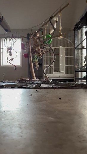 The real kung pow chicken 💥🤣💥#chickenthegoffintoo #kungfu #goffinsoftiktok #goffincokatoo