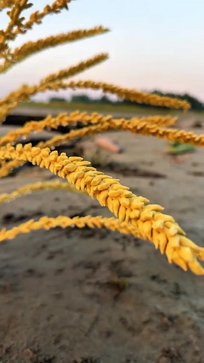 3.3K views · 36 reactions | amazing creativity video graphy #photographer #virelvideo #editing #videography #training #Amazing #news #tutorial #editor #videos @topfans | Sb Akash 0.4 | Facebook