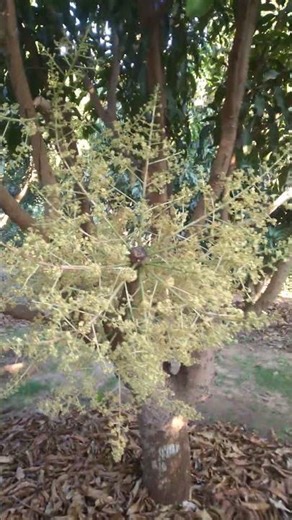 70%++ of the plants are budding; start watering now.