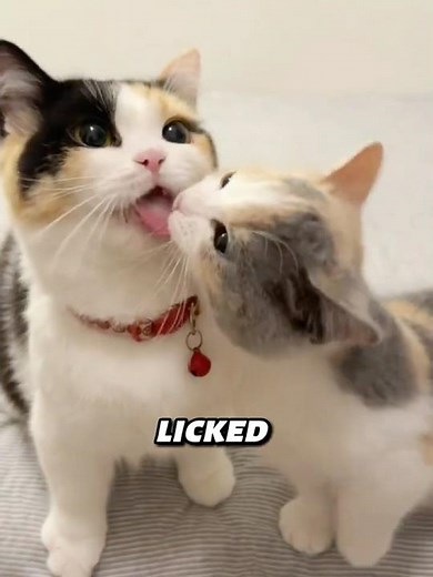 Little Cat's 'Lick' Turned Into a FULL Mouth Inspection #Wholesome #CatKiss #CuteCat #FunnyCat