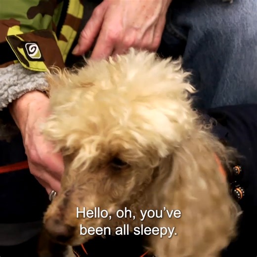 Little 14-year-old dog has a series of warts that need to be removed! 😓 What happens during the high risk surgery? 🐶 | Vet On The Hill