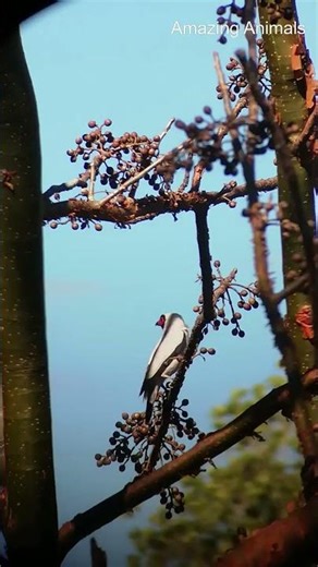 The Masked Tityra, The Bird That Looks Like It’s in Disguise