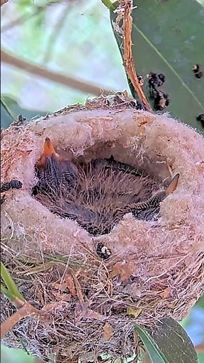 7 Day Old Allen's Hummingbird Starting to Flap His Little Wing. #hummingbird #babyhummingbird