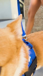 283K views · 1.1K reactions | Upgrade to our No-Pull Dog Harness for safer, more comfortable walks. Unlike collars that can cause neck strain, our harness distributes pressure evenly across the chest and shoulders, preventing choking and improving your dog's comfort. Ensure your dog's safety with our secure No-Pull Harness. Traditional collars may slip off or get caught, but our harness stays firmly in place, giving you total control without discomfort. | Dog Friendly Co. | Facebook