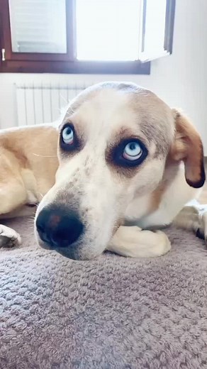 Anita and Merlino's Funny Dog Challenge Italia