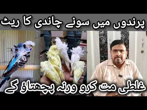 Parindon me Sonay Chandi Ka Rate | Birds Cheapest Price | Birds Business | Birds Selling Idea