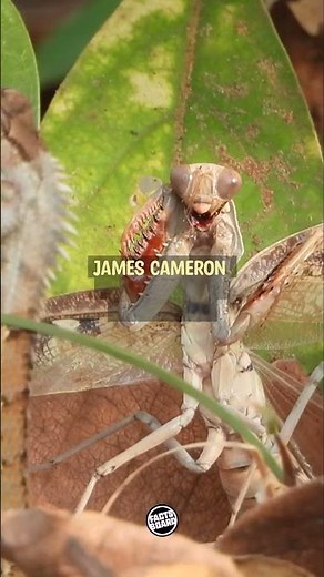 5 Predator Facts You Didn't Know