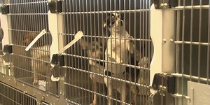 SB 122 fails to pass at Agriculture Committee hearing, will return with revisions