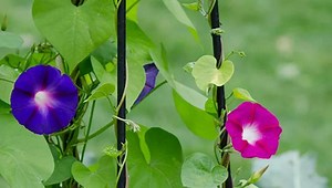 How to Choose Trellises for Climbing Plants | Gardener's Supply