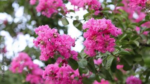 Lagerstroemia indica (crape myrtle) tree with pink flowers booming in garden. Close-up.