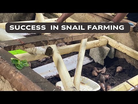Snail Farming Success: A Beginner's Guide to Profitability