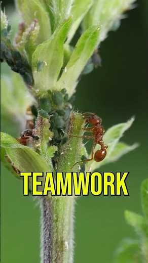 🐜 How Ants Build Living Bridges (Unbelievable!)