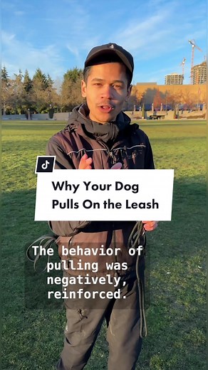 Dog Pulling on Leash? Here's Why!