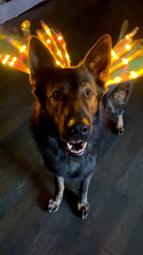 300K views · 17K reactions | Your very cute fairy dogmother is here to grant you ONE wish✨栗‍♀️ #dog #fairy #fairytale #fairydog #germanshepherd | Jade the Sable GSD | Facebook