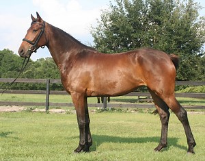 American Warmblood Horse Breed Information, History, Videos, Pictures