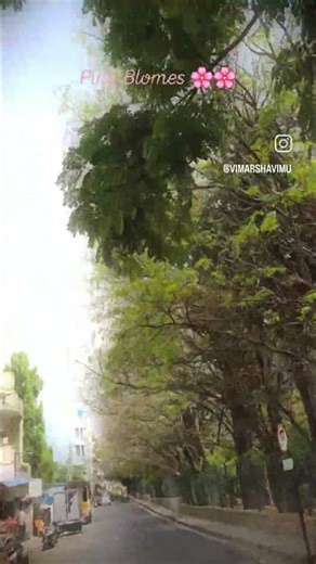 ​"Bangalore is blushing in pink today🌸🌸#shortvideo #flowers #bangalore #@maahikhaprincess